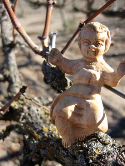baby j in the vineyard
